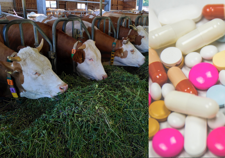 Rezistența la antibiotice din punctul de vedere al siguranței alimentare, sistemului agricol și veterinar