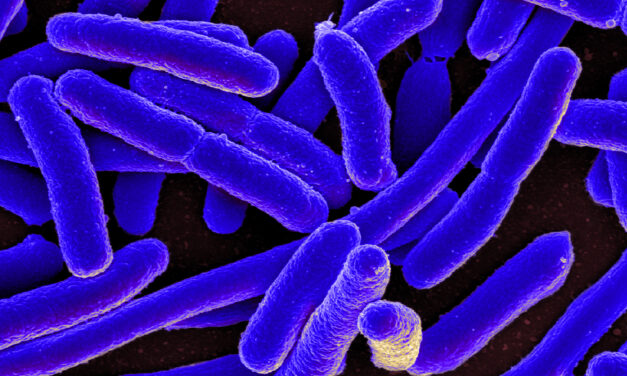 Studiu: Cercetătorii au descris calea evolutivă a bacteriei E. coli pentru a combate rezistența la antibiotice